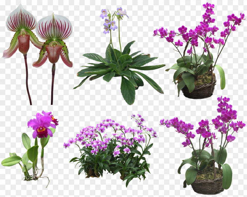 Creative Floral Design Patterns Orchids Flower Clip Art PNG