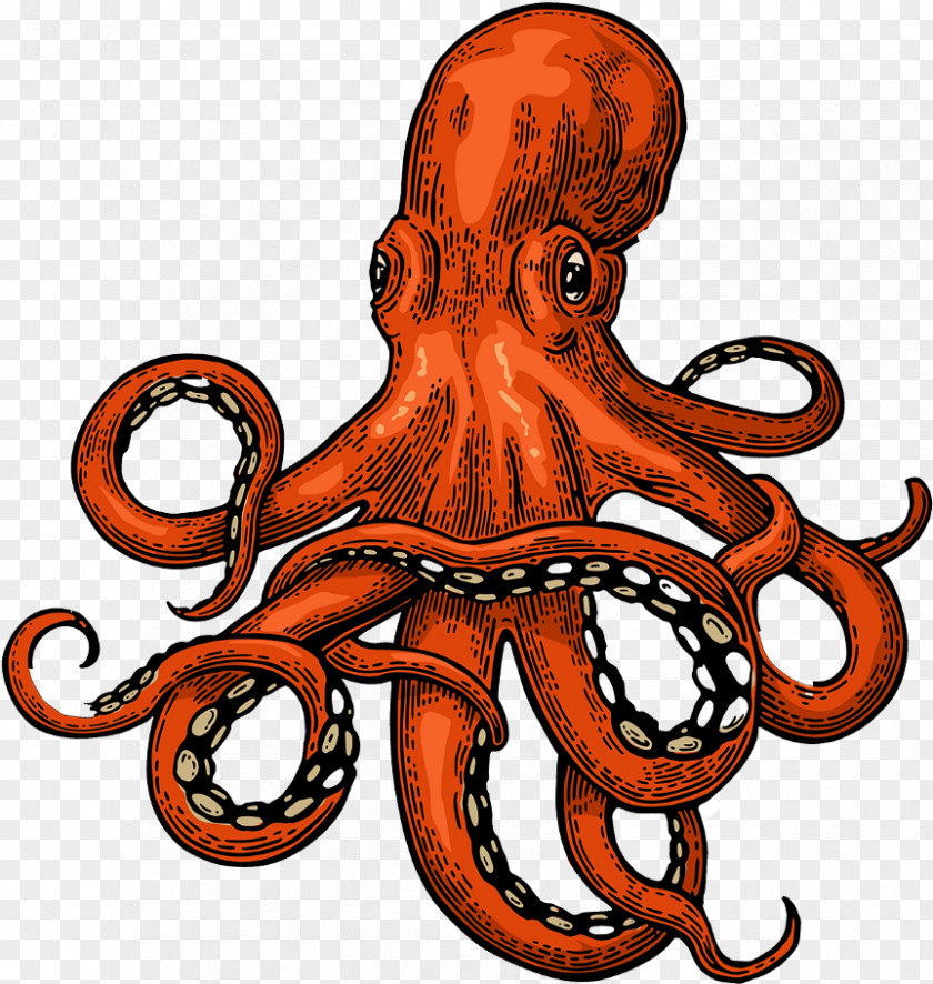 Giant Pacific Octopus Tentacle Cartoon PNG