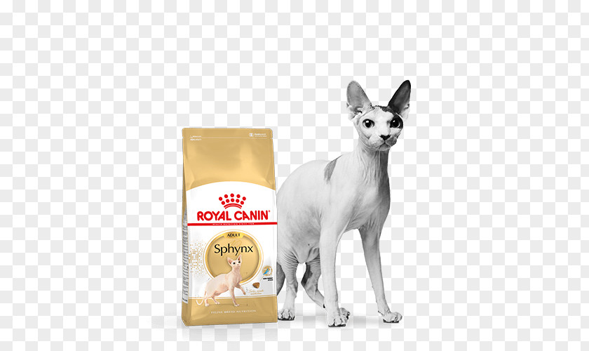 Kitten Sphynx Cat Food Persian Maine Coon PNG