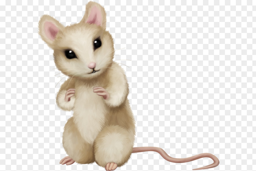 Mouse Rat PNG