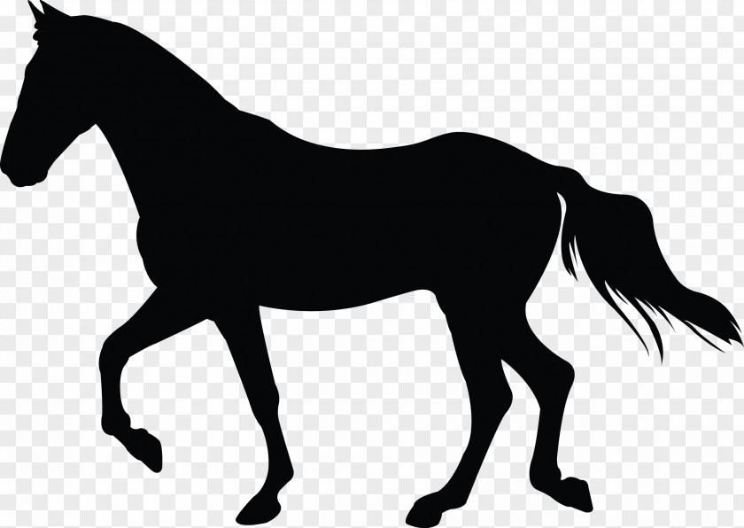 Mustang Foal Silhouette Pony Stallion PNG
