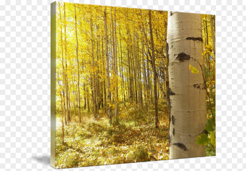 Painting Birch Woodland Temperate Broadleaf And Mixed Forest PNG