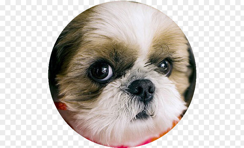 Puppy Shih Tzu Chinese Imperial Dog Breed Companion PNG