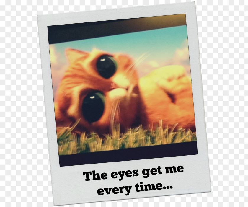 Puss In Boots Advertising Paper Poster Picture Frames Video PNG