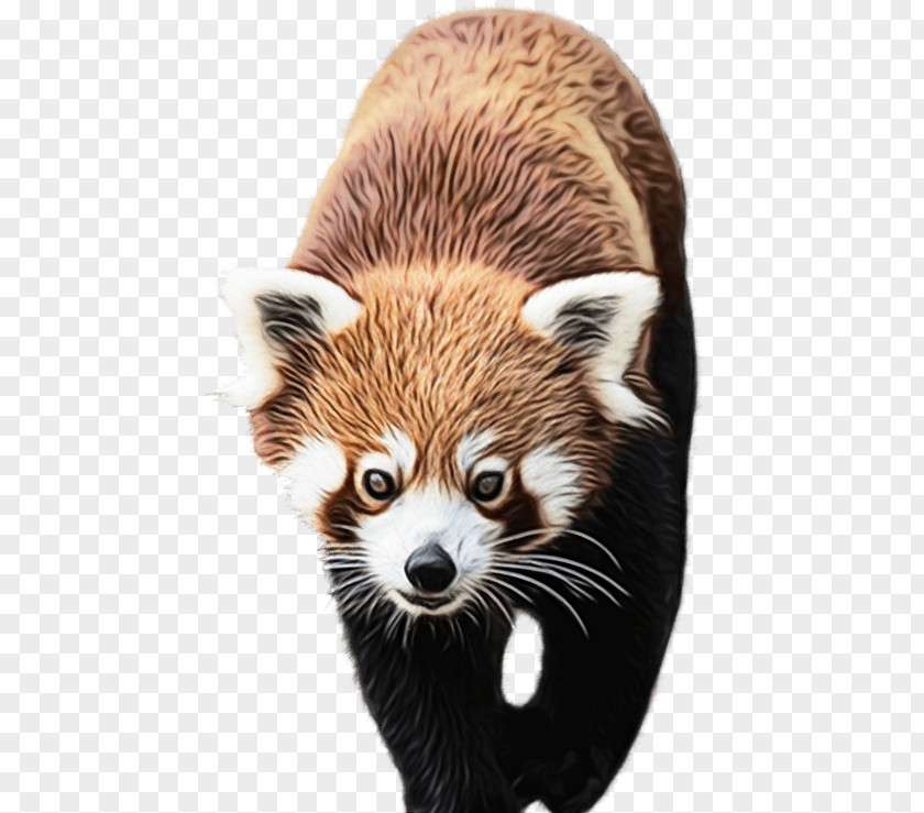 Tshirt Whiskers Red Panda Procyon Fur Wildlife PNG