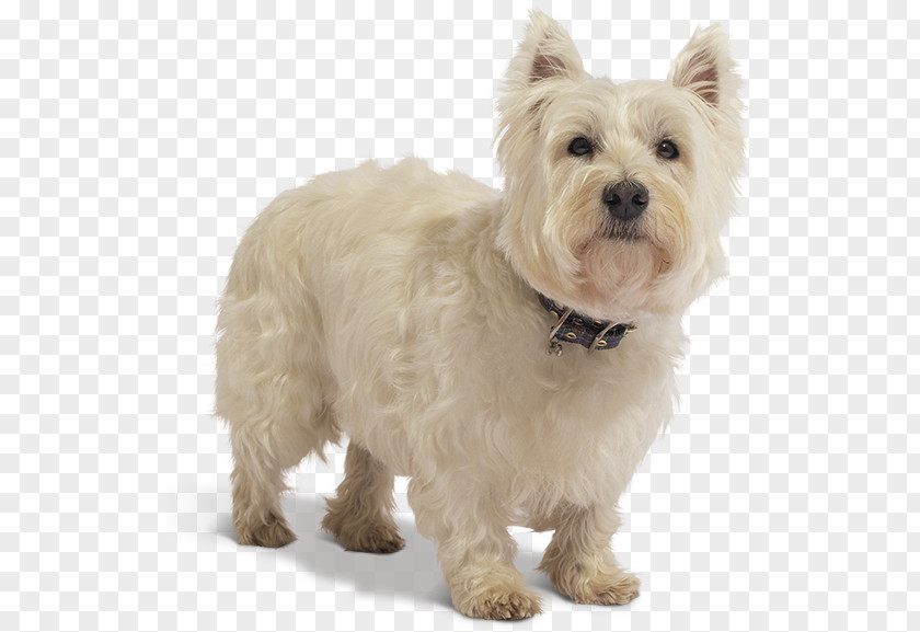 West Highland Terrier White Cairn Glen Maltese Dog PNG