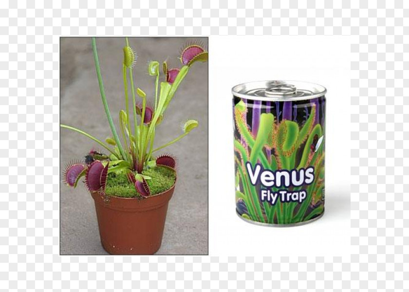 Fly Venus Flytrap Carnivorous Plant Pitcher PNG