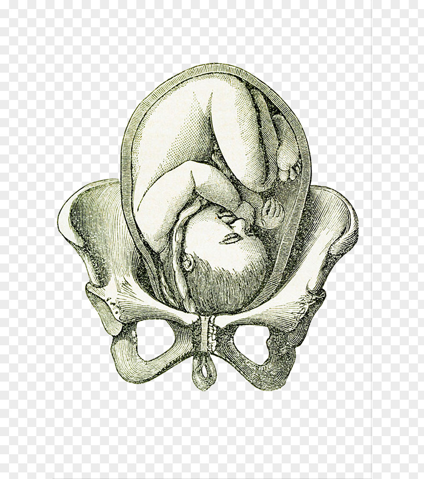 Hand Painted Illustration Pelvic Joint For Pregnant Women Uterus Fetus Pelvis Pregnancy PNG