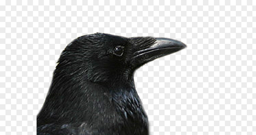 Kolkrabe American Crow Rook Carrion Common Raven PNG