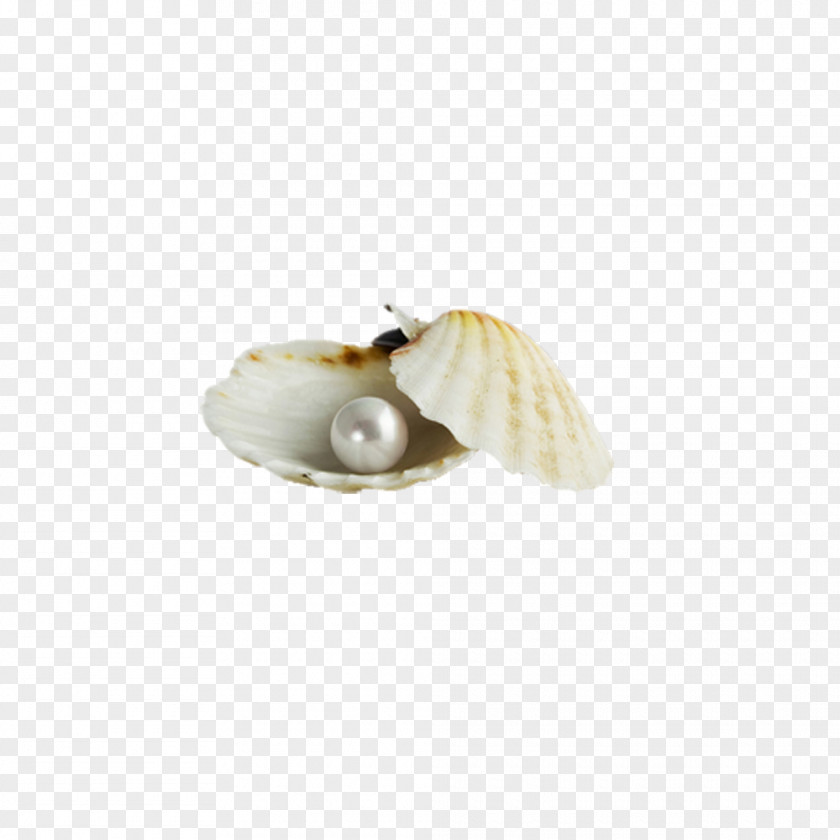 Pearl Shell Download Seashell PNG