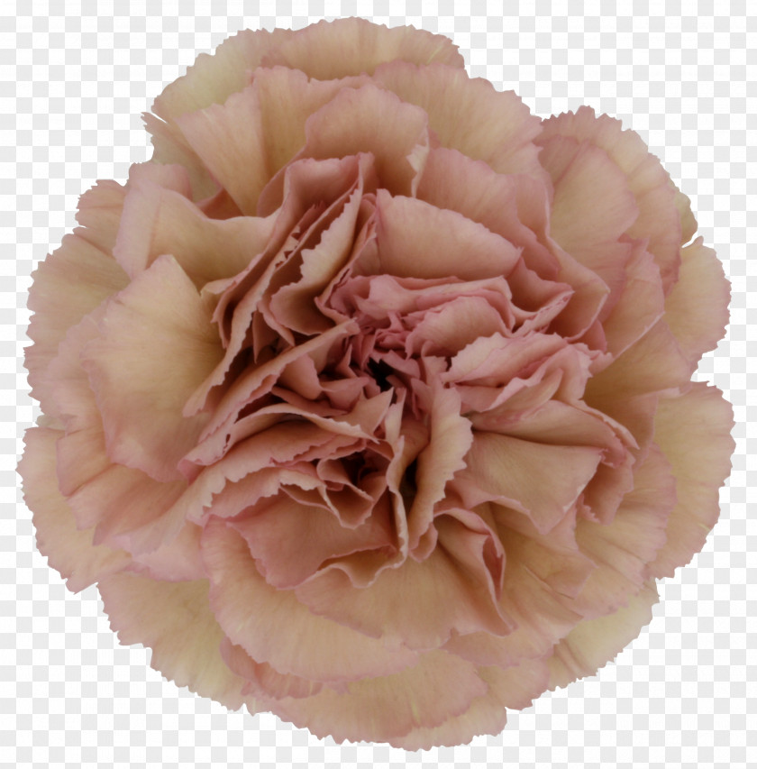 Small Chrysanthemum Carnation Flower Petal Floral Design Hypericum PNG
