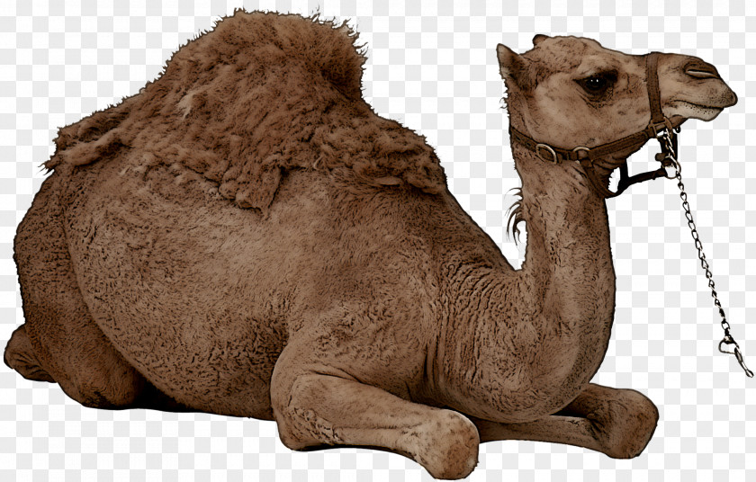 Camel Arabian Camelid Bactrian Animal Figure PNG