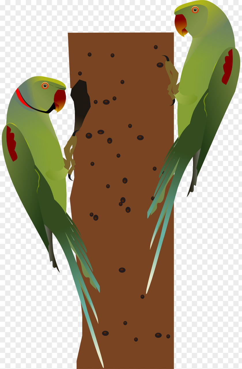Parrot Bird Alexandrine Parakeet Red-breasted Rose-ringed PNG