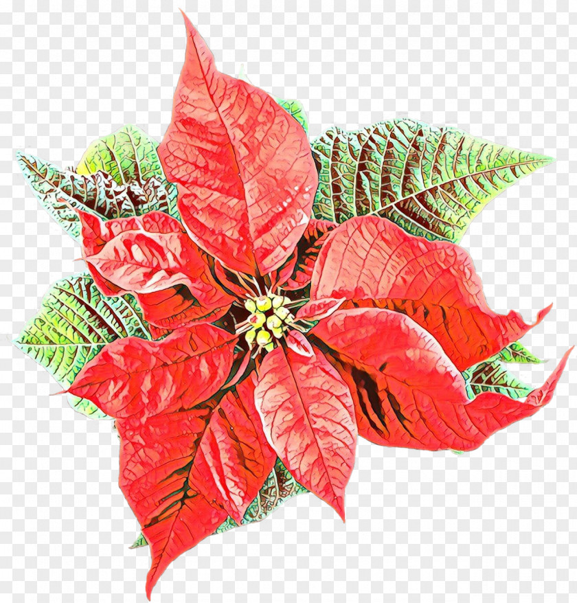 Perennial Plant Anthurium Poinsettia Flower Leaf Red PNG