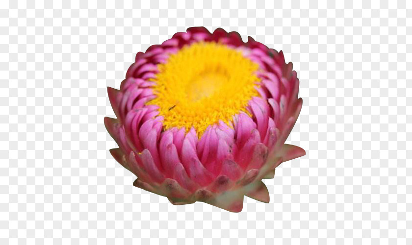 Pink Chrysanthemum Buds Xerochrysum Bracteatum Cut Flowers PNG