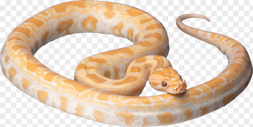 Snakes Corn Snake Ball Python Reptile PNG