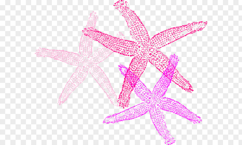 Starfish Invertebrate Clip Art PNG