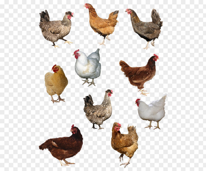 Chicken Rooster Common Ostrich Milk Animal PNG