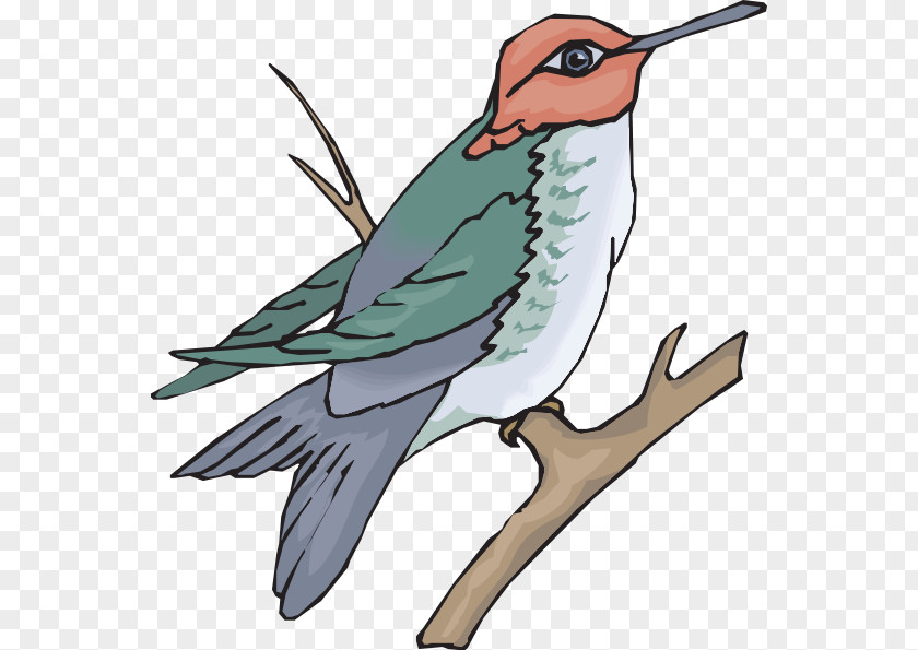Hummingbird Wing Finch Clip Art PNG