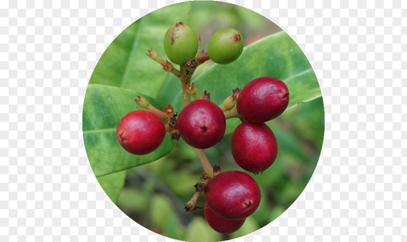 Longevity Cell Toxin Poison Gooseberry Detoxification PNG