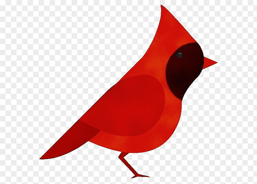 Perching Bird Songbird Red Cardinal Beak PNG