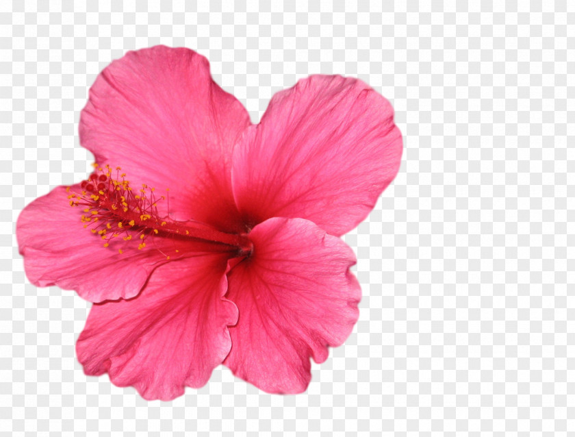 Pink Flower Flowering Tea In The Garden Hibiscus PNG