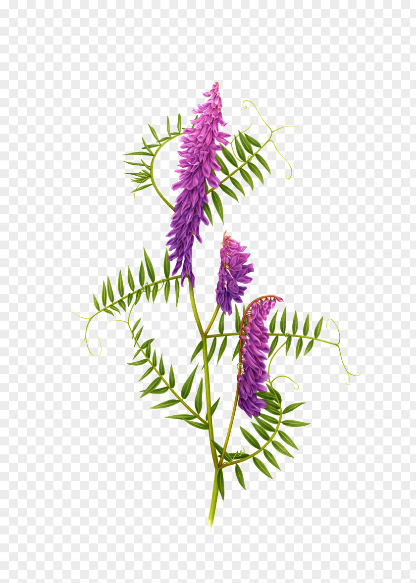 Purple Plant Squid Chelsea Flower Show Floral Design Illustration PNG