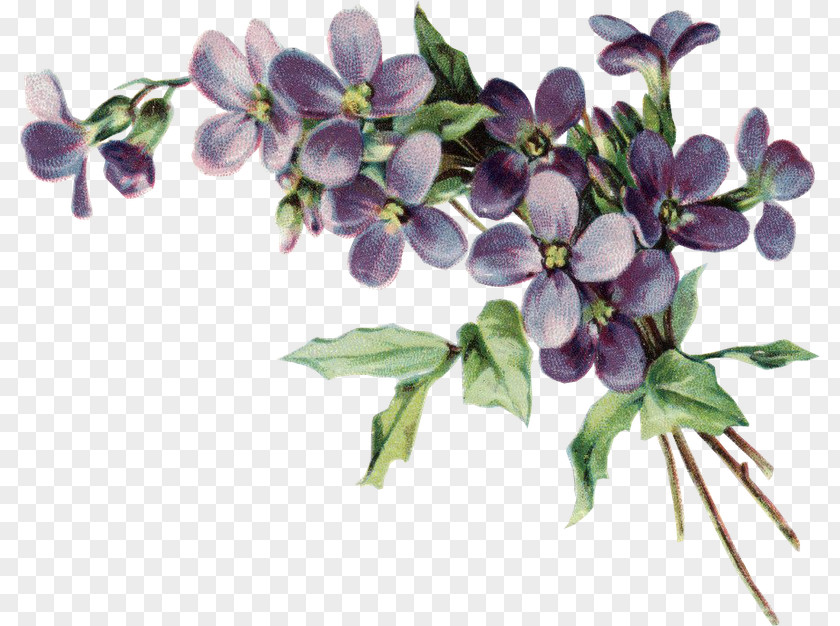 Violet African Violets Clip Art Drawing Pansy PNG