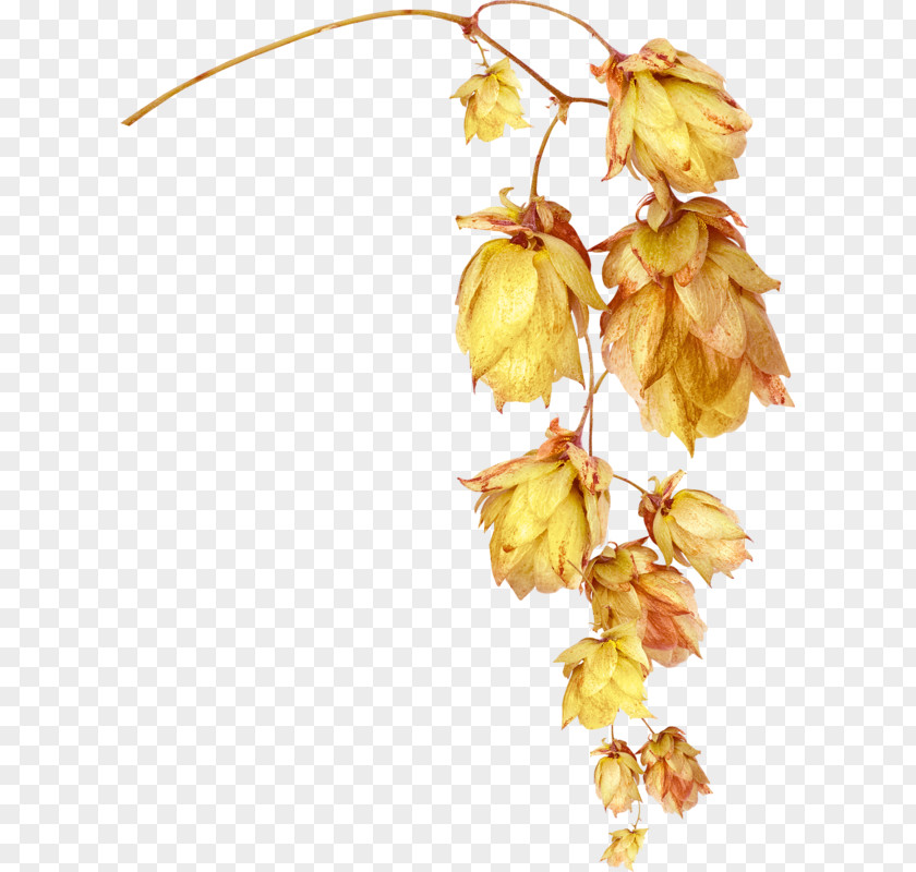 A Bunch Of Dead Leaves Child Flower Leaf Gold PNG