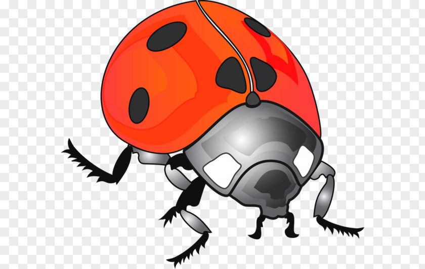 Beetle Ladybird Clip Art PNG