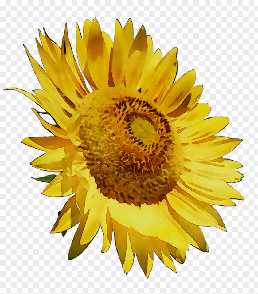 Common Sunflower Yellow Seed PNG