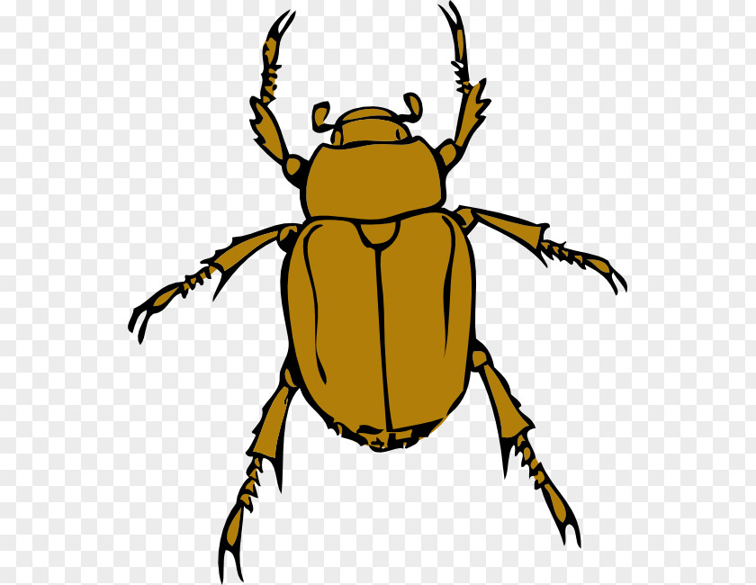 Darkling Beetles Weevil Beetle Insect PNG