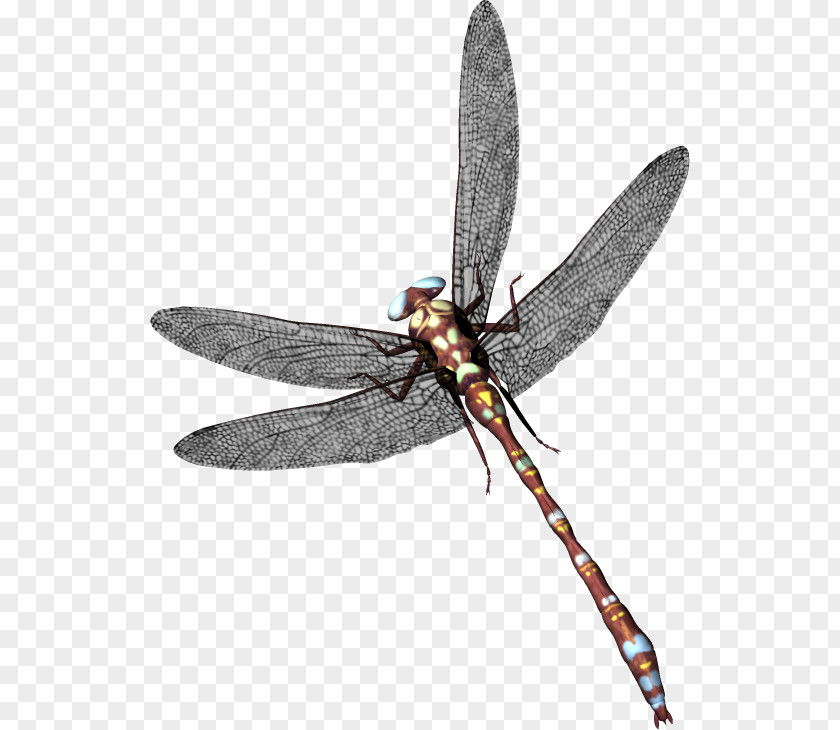 Dragonfly Clip Art PNG