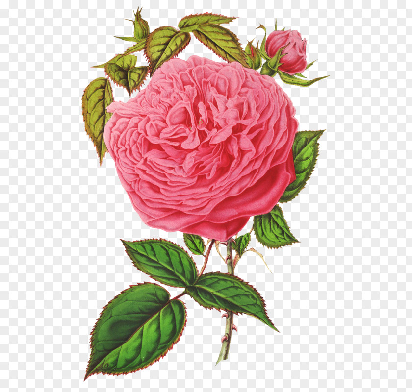 Flower Garden Roses Cabbage Rose French Floribunda PNG