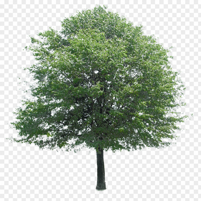 Trees Tree Stock Photography Architecture PNG