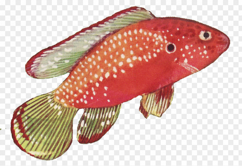Vintage Fish Red Drawing PNG