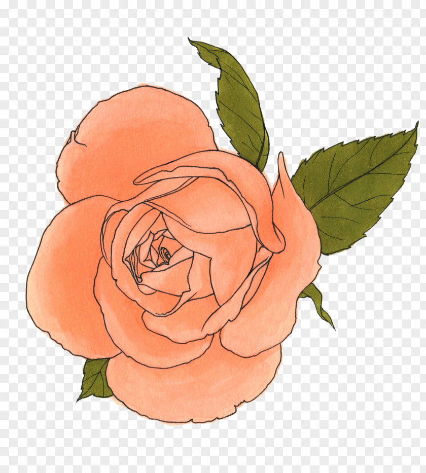 Watercolor Ink Art Drawing Garden Roses PNG