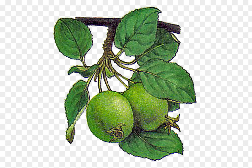 Apple Fruit Tree Drawing PNG