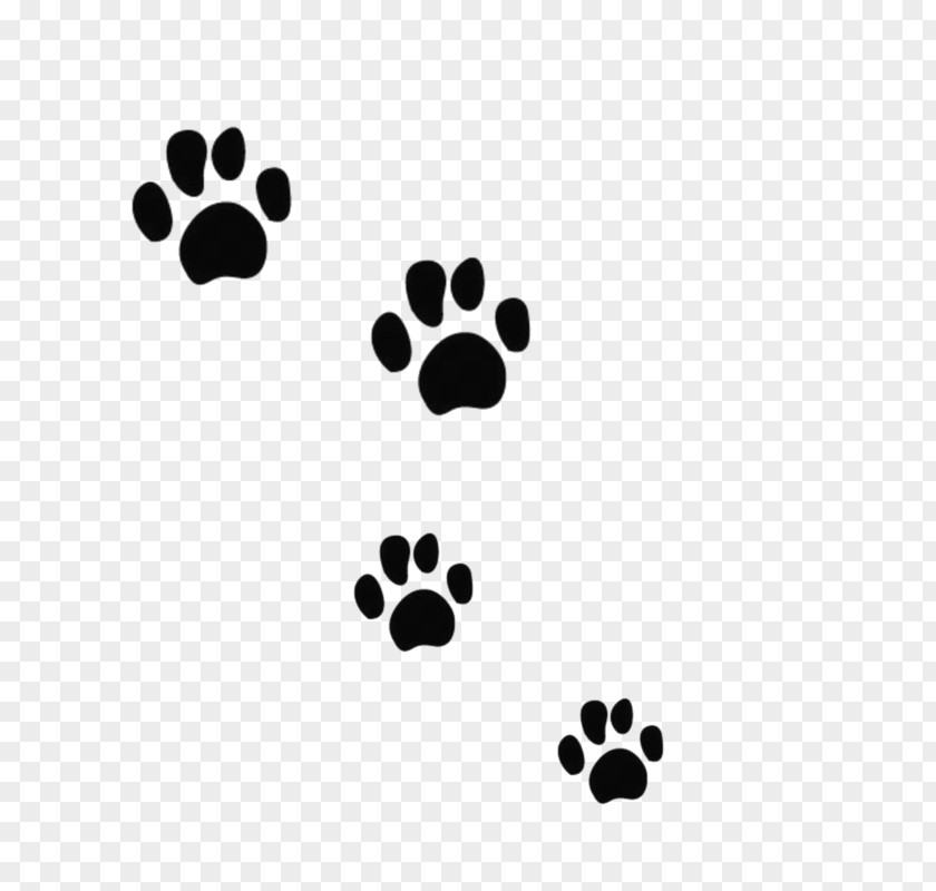 Black Bear Paw Prints Cat Dog Tiger Felidae PNG