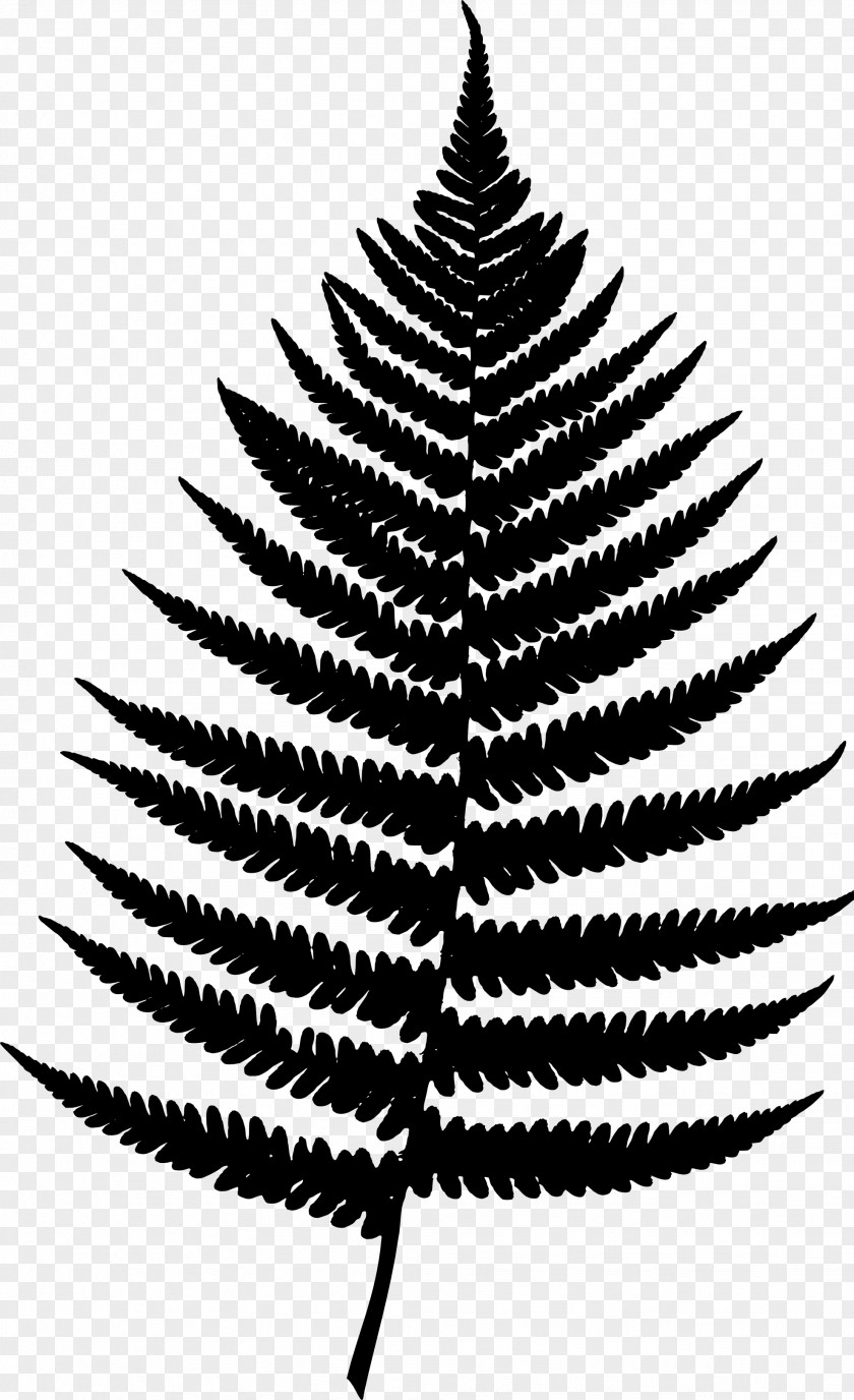 Fern Poster Vascular Plant Fir Design PNG