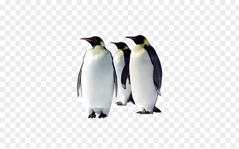 Penguin Emperor Bird Desktop Wallpaper Arctic PNG