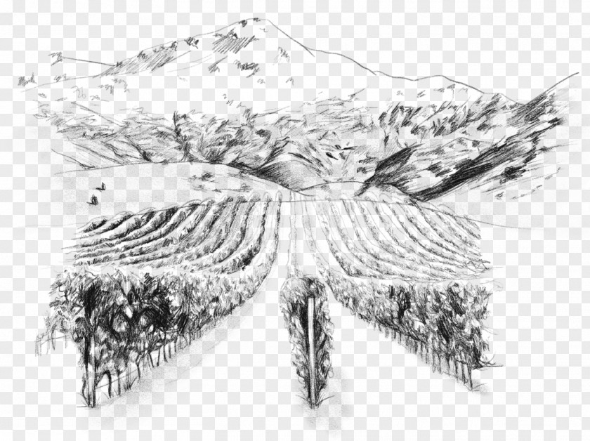 Vineyard Two Paddocks Pinot Noir Wine Gibbston, New Zealand Sketch PNG