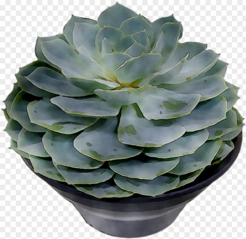 Agave Tequilana Houseplant Flowerpot Aloe Vera PNG
