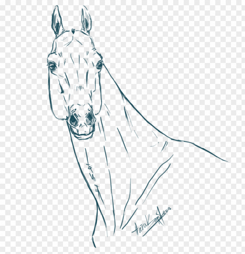 Arabian Horse Head Mule Akhal-Teke Pony Line Art Sketch PNG