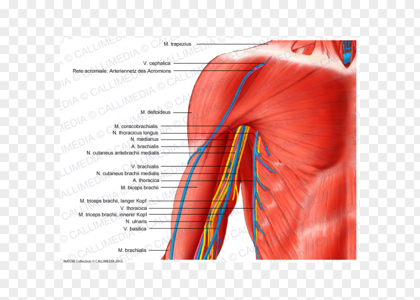 Arm Blood Vessel Nerve Human Body Shoulder PNG