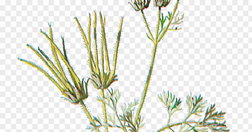 Flower Familiar Wild Flowers Sweet Cicely PNG
