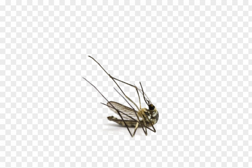 Fly Insect The Dead Mosquito Pollinator PNG