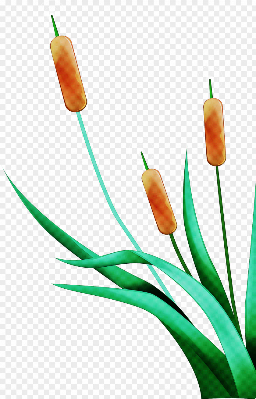 Plant Cable PNG