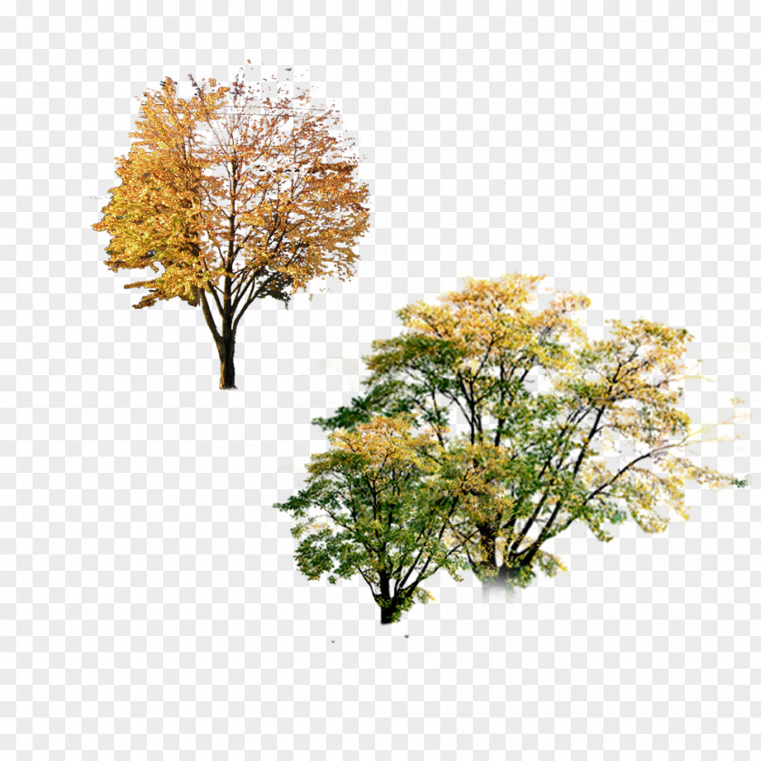 Posters Autumn Landscape Tree Poster PNG