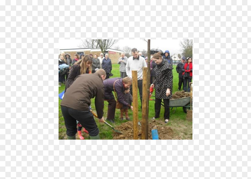 Tree Soil Plantation PNG